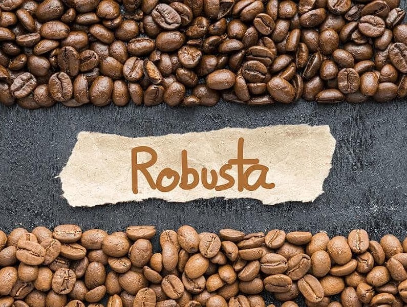 Robusta còn được gọi là cà phê vối và rất được yêu thích trong pha chế (Nguồn: Internet)